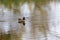 Teal, surface duck. Family Anatidae - Anas crecca