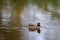 Teal, surface duck. Family Anatidae - Anas crecca