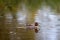 Teal, surface duck. Family Anatidae - Anas crecca