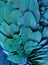 Teal/Turquoise Macaw Feathers