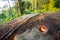 Tealight Candle On Rock Against Trees