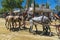 A team of 5 horses with tied tails: 3 morned, 1 gray in apple and 1 dark on equestrian feria Feria de Caballo in Jerez de la Fro