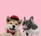 Team of akita inu and french bulldog panting and sticking out tongue