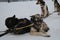 Team of Alaskan husky northern sled dogs in harness in winter on snow. Sports dogs rest after race or workout. Ready to