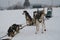 Team of Alaskan husky northern sled dogs in harness in winter on snow. Sports dogs rest after race or workout. Ready to