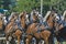 Team of Belgian Draft Horses at Country Fair