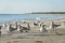 Team of birds flocking beach on west florida coast