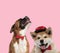 Team of boxer and akita inu on pink background