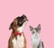 Team of boxer and metis cat on pink background