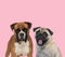 Team of boxer and pug on pink background