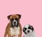 Team of boxer and shih tzu on pink background