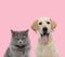 Team of british long hair and labrador retriever on pink background