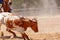 Team Calf Roping At Country Rodeo