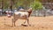 Team Calf Roping At Country Rodeo