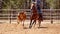 Team Calf Roping By Cowboys At A Country Rodeo