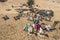 A team of camels wait for tourists to ferry along the west bank of the River Nile in Egypt.