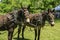 Team of Draft Mules in Harness