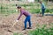 Team of farmers work together on the beds with hoe