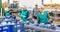 Team of female workers sorting red cabbage on the conveyor of a vegetable processing factory