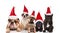 Team of five cute santa dogs of different breeds