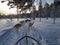 A team of five husky sled dogs running on a snowy wilderness road in the subpolar landscape, pine tree forest, sunny day