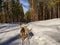 A team of five husky sled dogs running on a snowy wilderness road in the Swedish Lapland, pine tree forest, sunny day north