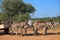 TEAM OF FOUR DONKEYS PULLING A CART IN RURAL BOTSWANA