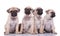 Team of four pugs sitting on white background