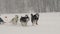 A team of four sled husky dogs participates in a race