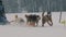 A team of four sled husky dogs participates in a race