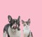 Team of french bulldog and metis cat