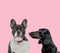 Team of french bulldog and teckel dachshund