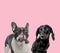 Team of french bulldog and teckel dachshund