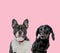 Team of french bulldog and teckel dachshund