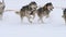 Team of husky sled dogs with dog-driver