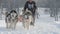 Team of husky sled dogs with dog-driver
