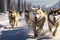 A team of husky sled dogs runs along a snowy wild road. Sleigh ride with a husky through the winter countryside. Husky