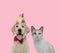 Team of labrador retriever and metis cat on pink background