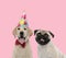 Team of labrador retriever and pug on pink background