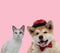 Team of metis cat and akita inu on pink background
