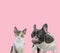 Team of metis cat and french bulldog licking nose