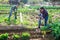 Team of multicultural workers digging vegetables garden