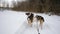 Team of northern sled dogs runs forward through snowy winter field.