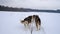 Team of northern sled dogs runs forward through snowy winter field.