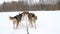 Team of northern sled dogs runs forward through snowy winter field.