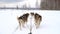 Team of northern sled dogs runs forward through snowy winter field.