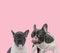 team of pug and french bulldog licking nose