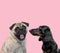 Team of pug and teckel dachshund on pink background