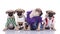 Team of pugs wearing costumes on white background