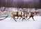 Team of rein-deers skims over the snow path.